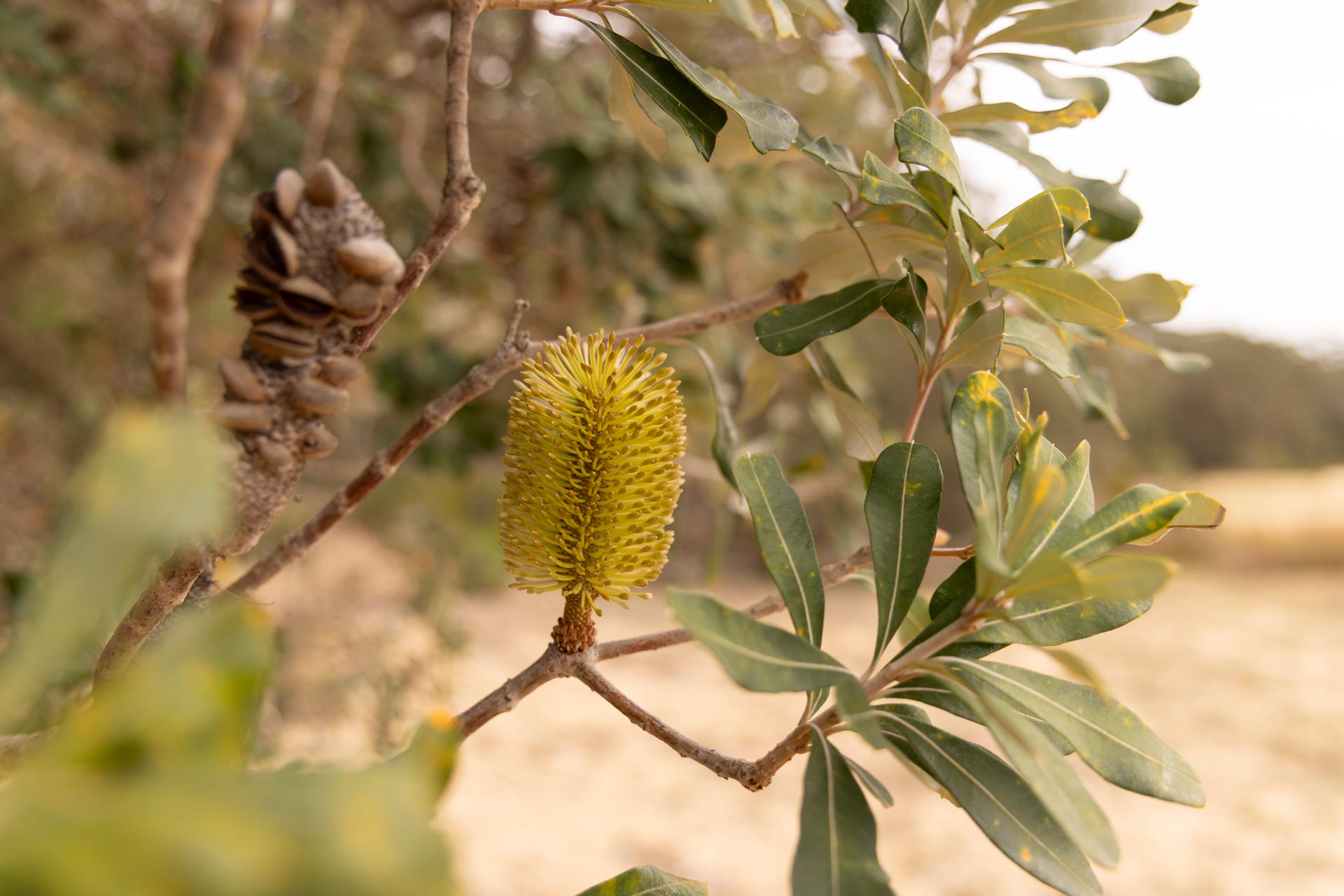 Past Event: Essential Oil Workshop & Walk | Pambula